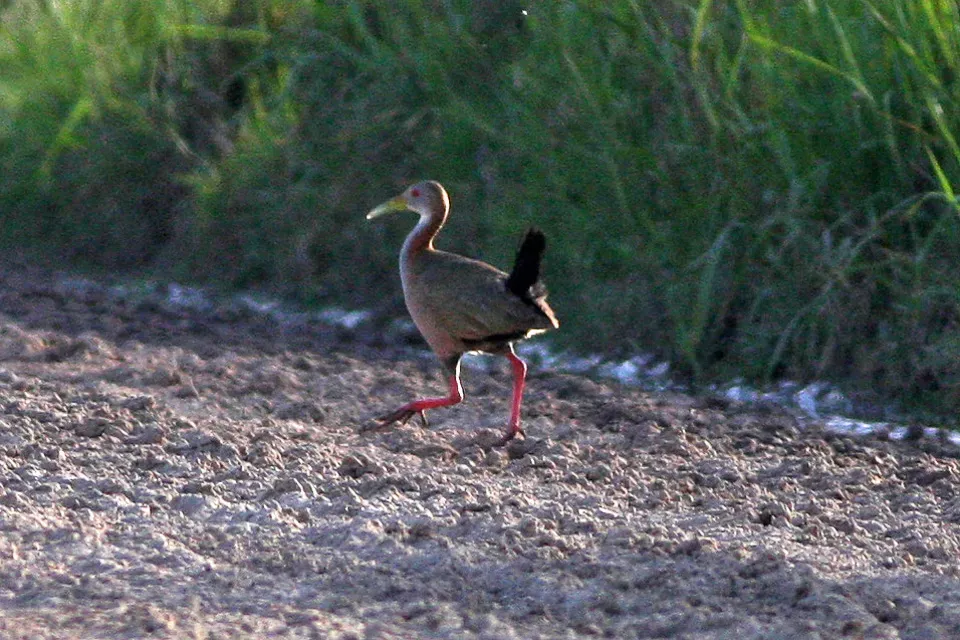 File:Giant Wood-Rail (Aramides ypecaha) (8077657850).jpg