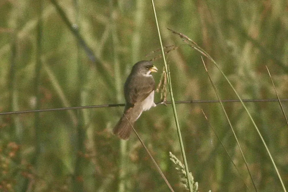 File:Double-collared Seedeater (Sporophila caerulescens) (8077660790).jpg