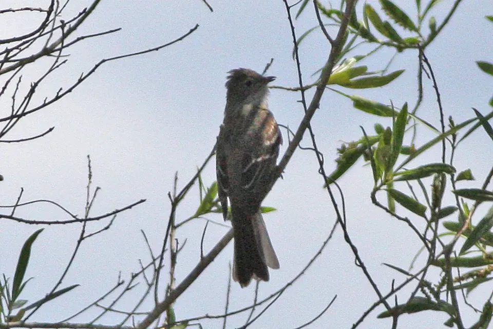 File:Large Elaenia (Elaenia spectabilis) (8077678789).jpg