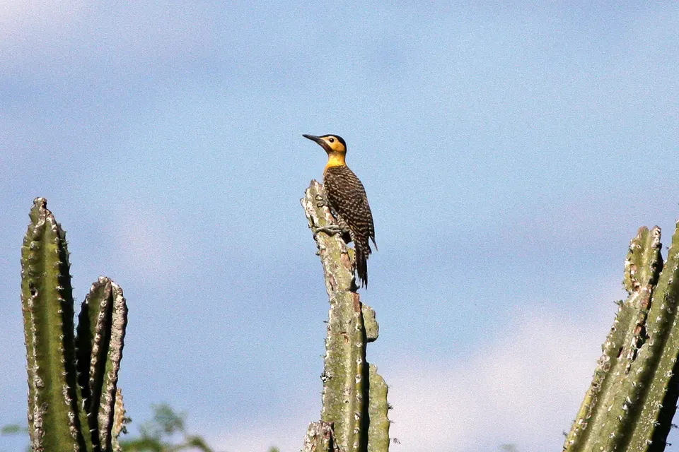 File:Campo Flicker (Colaptes campestris) (8077670406).jpg