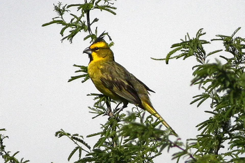 File:Yellow Cardinal (Gubernatrix cristata) (8077680139).jpg