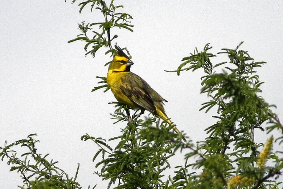File:Yellow Cardinal (Gubernatrix cristata) (8077671400).jpg