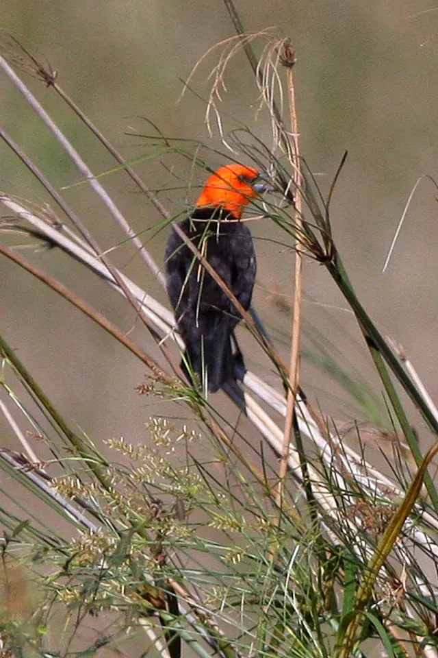 File:Scarlet-headed Blackbird (Amblyramphus holosericeus) (8077673528).jpg