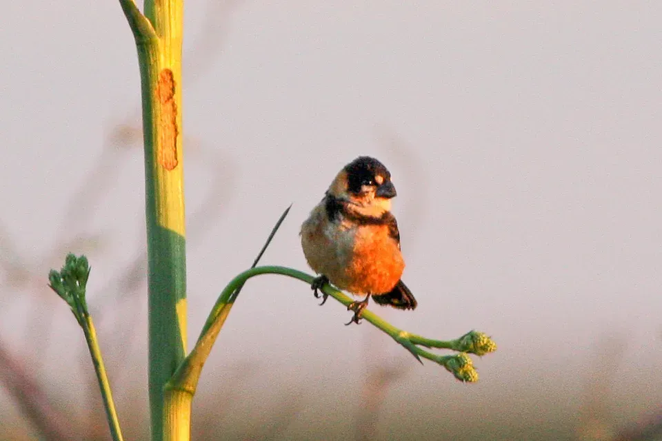 File:Rusty-collared Seedeater (Sporophila collaris) (8077679408).jpg