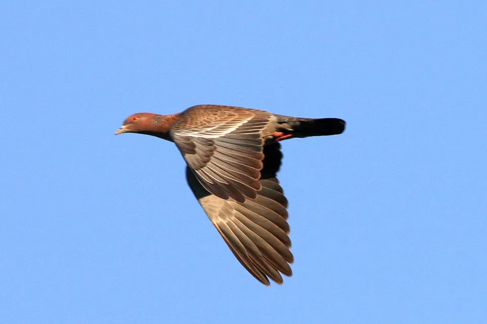 File:Picazuro Pigeon (Patagioenas picazuro) (8077679818).jpg