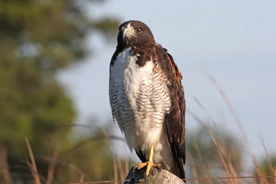 File:White-tailed Hawk (Geranoaetus albicaudatus) (8077680716).jpg