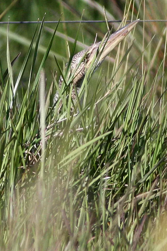 File:Pinnated Bittern(Botaurus pinnatus) (8077683290).jpg
