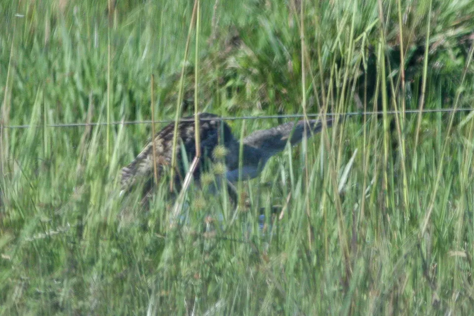 File:Pinnated Bittern(Botaurus pinnatus) (8077683726).jpg