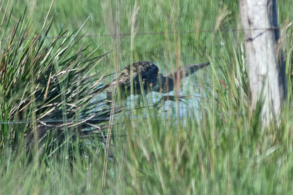 File:Pinnated Bittern(Botaurus pinnatus) (8077684094).jpg