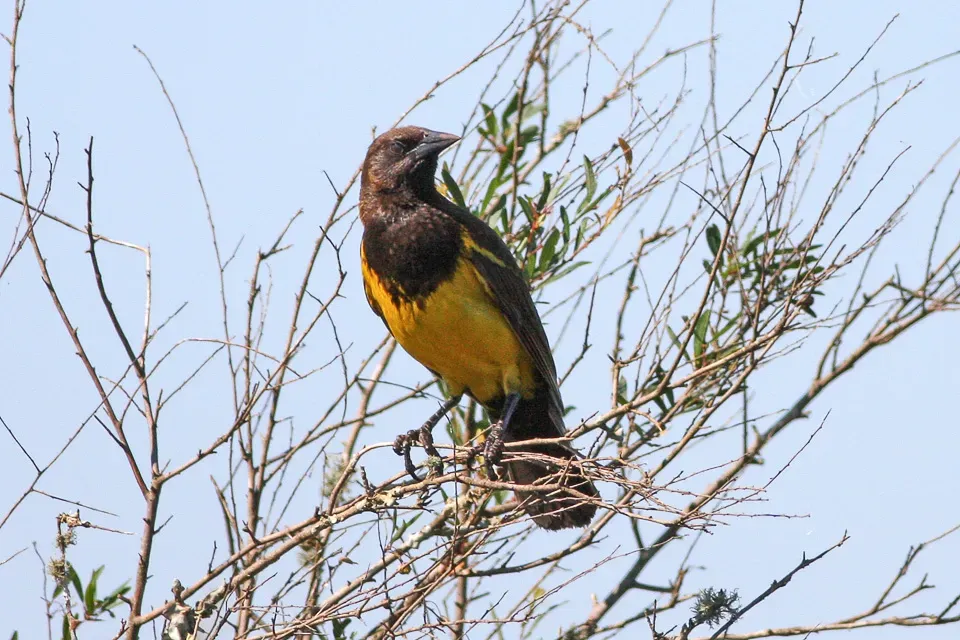 File:Brown & Yellow Marshbird (Pseudoleistes virescens) (8077693939).jpg