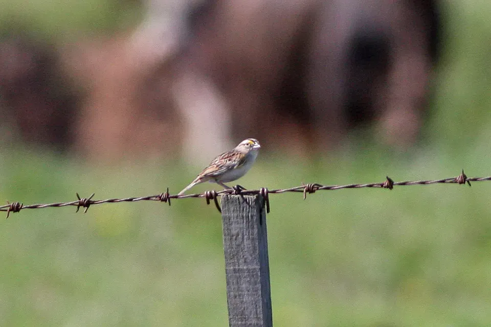 File:Grassland Sparrow (Ammodramus humeralis) (8077684886).jpg