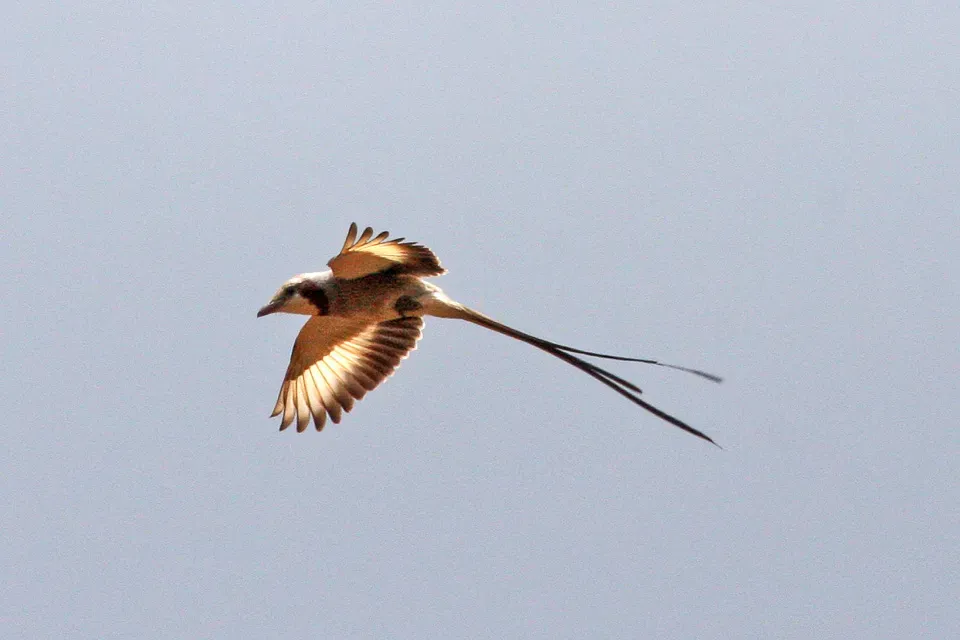 File:Streamer-tailed Tyrant (Gubernetes yetapa) (8077695651).jpg