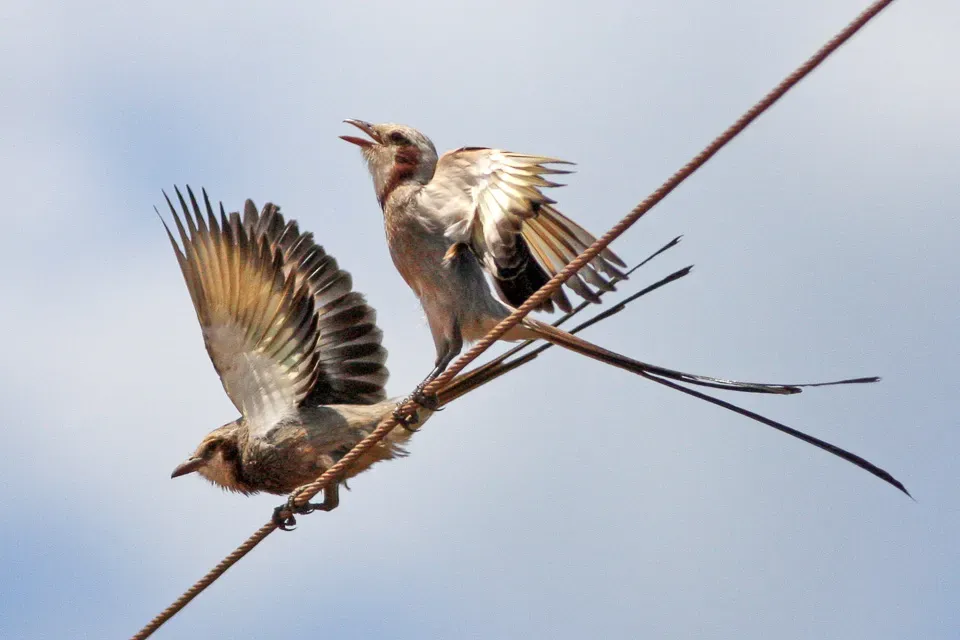 File:Streamer-tailed Tyrant (Gubernetes yetapa) (8077686636).jpg