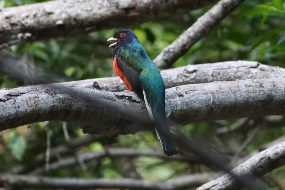 File:Surucua Trogon (Trogon surrucura) (8077698123).jpg