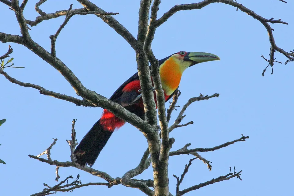 File:Green-billed Toucan (Ramphastos dicolorus) (8077691476).jpg