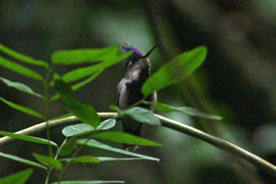 File:Plovercrest (Stephanoxis lalandi) (8077703519).jpg