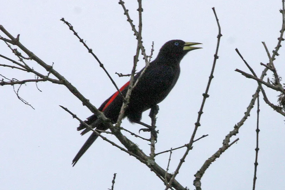 File:Red-rumped Cacique (Cacicus haemorrhous) (8077695760).jpg