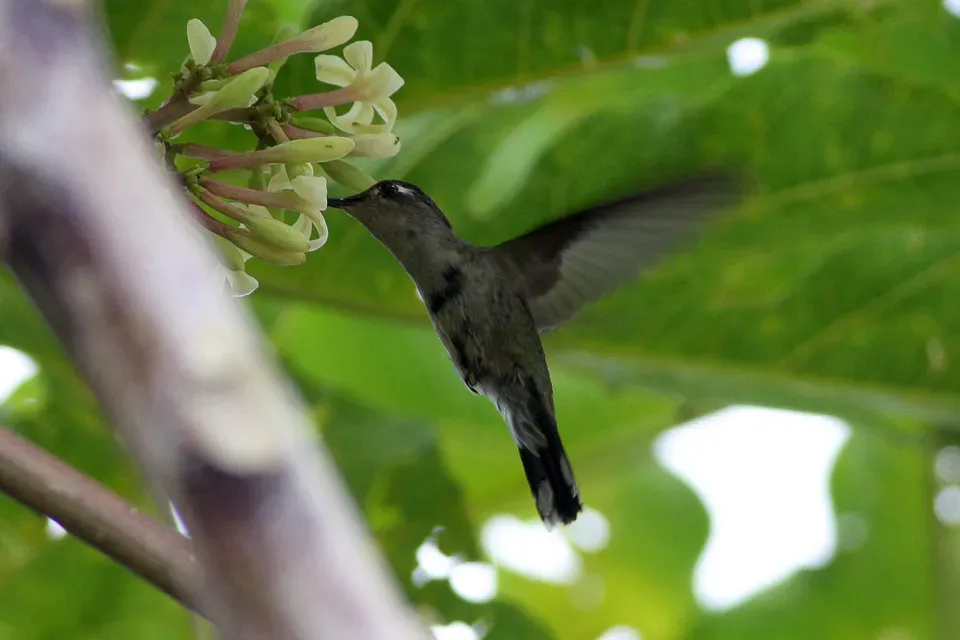 File:Plovercrest (Stephanoxis lalandi) (8077696704).jpg
