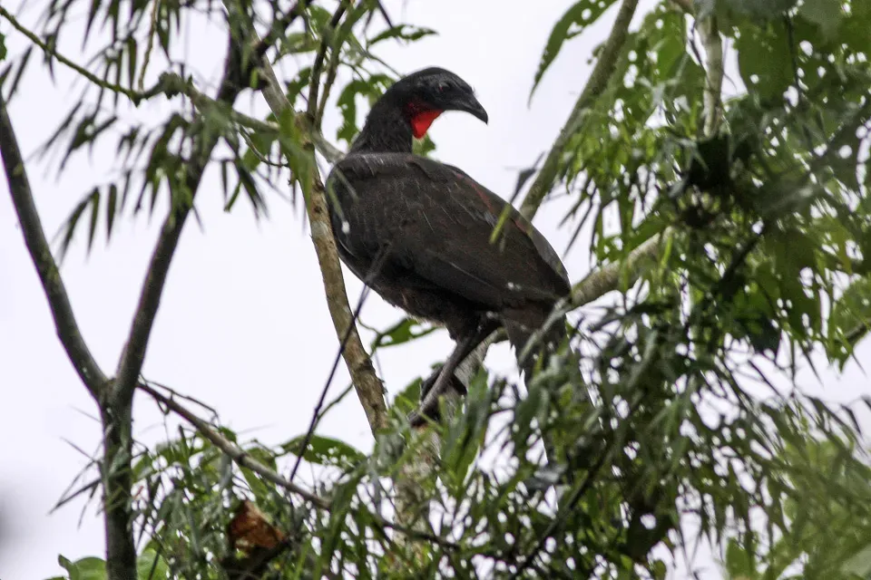 File:Rusty-margined Guan (Penelope superciliaris) (8077708819).jpg