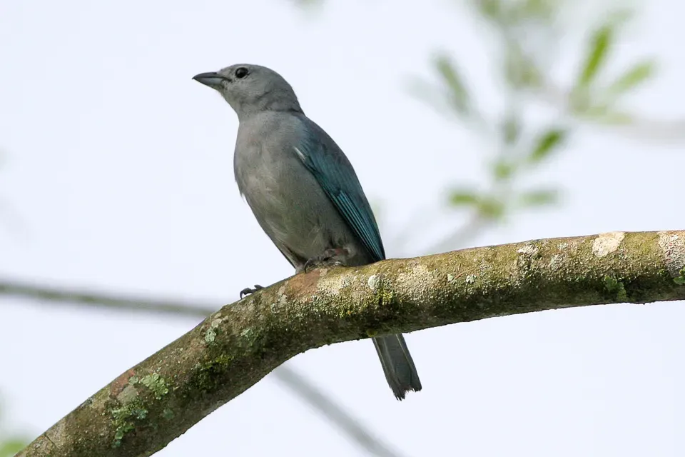 File:Sayaca Tanager (Thraupis sayaca) (8077700542).jpg