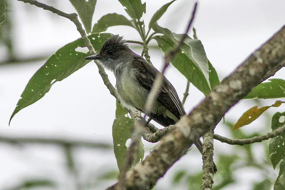 File:Swainson's Flycatcher (Myiarchus swainsoni) (8077702060).jpg