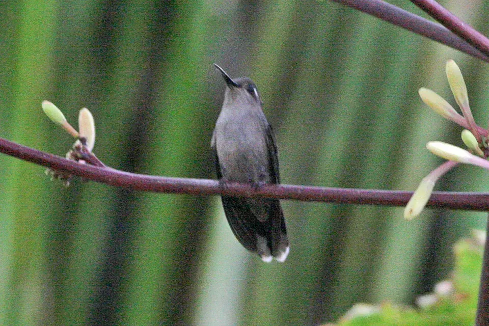 File:Plovercrest (Stephanoxis lalandi) (8077712095).jpg