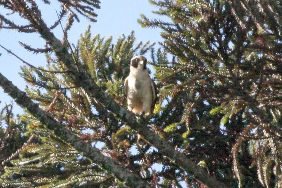 File:Laughing Falcon (Herpetotheres cachinnans) (8077714497).jpg