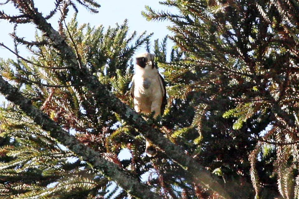 File:Laughing Falcon (Herpetotheres cachinnans) (8077714997).jpg