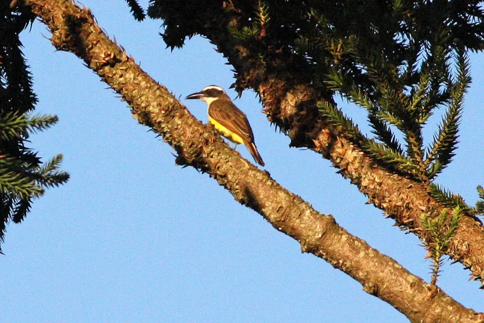 File:Boat-billed Flycatcher (Megarynchus pitangua) (8077707930).jpg