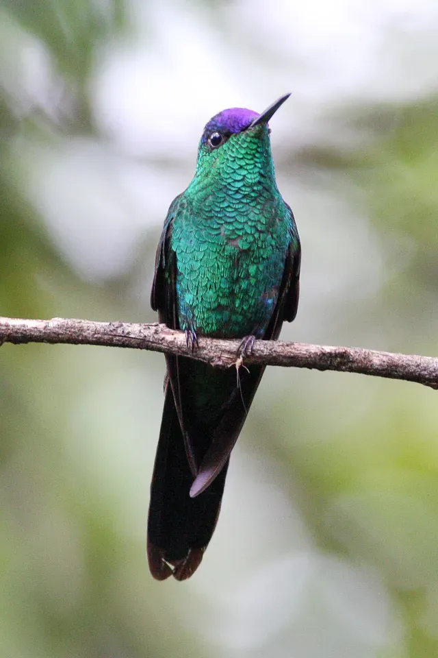 File:Violet-capped Woodnymph (Thalurania glaucopis) (8077718841).jpg