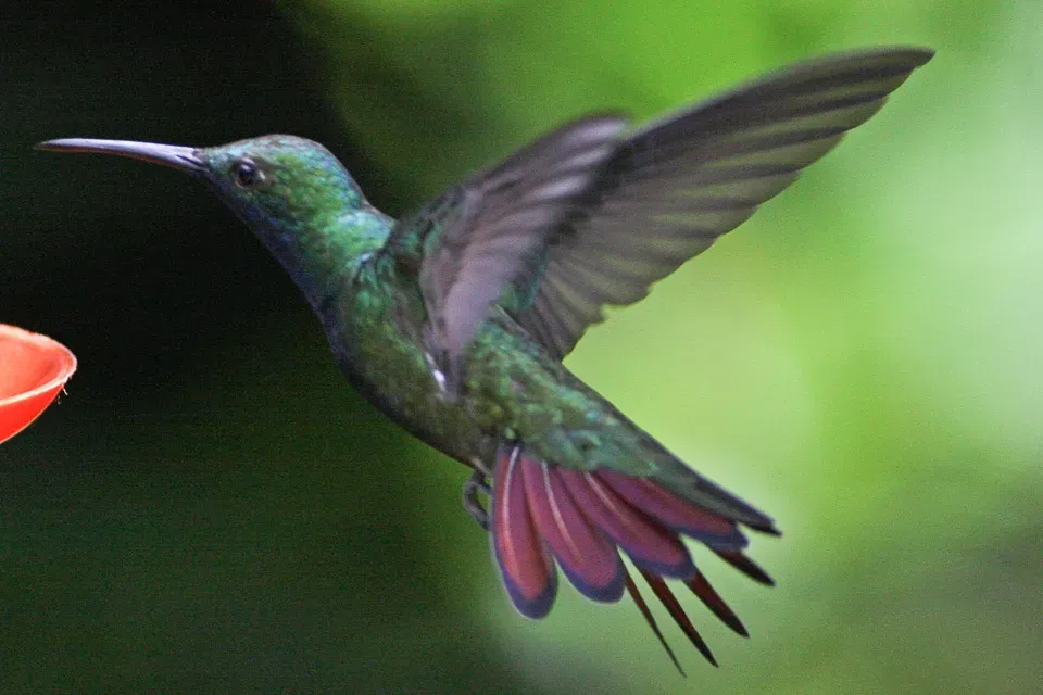 File:Black-throated Mango (Anthracothorax nigricollis) (8077721181).jpg