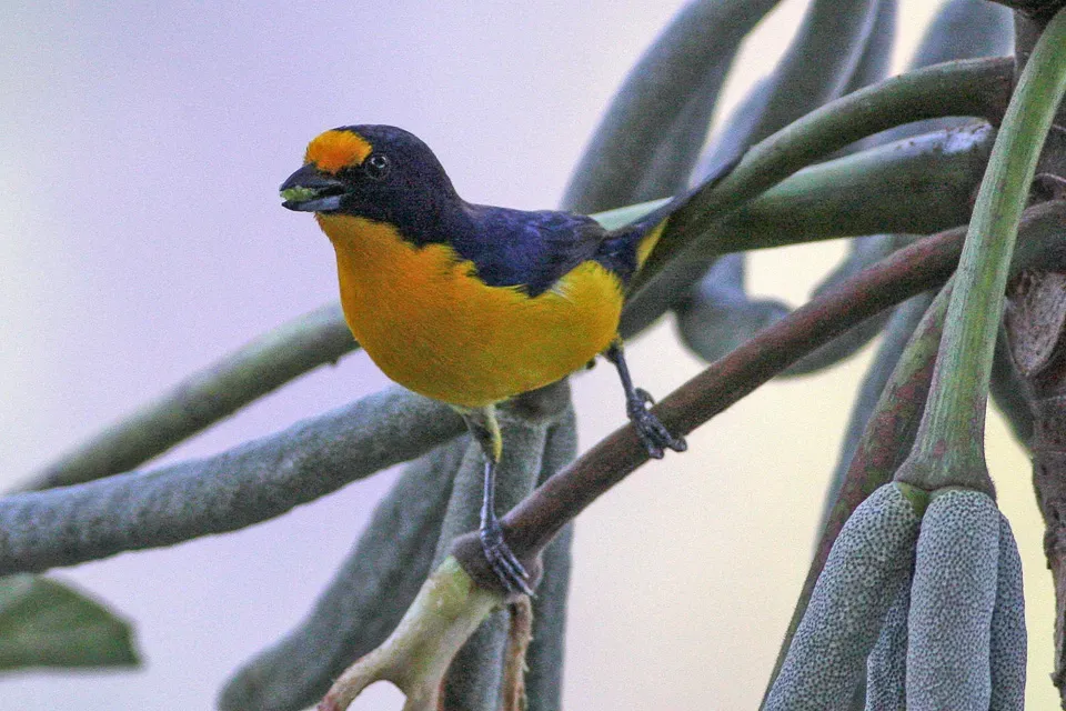 File:Violaceous Euphonia (Euphonia violacea) (8077723087).jpg