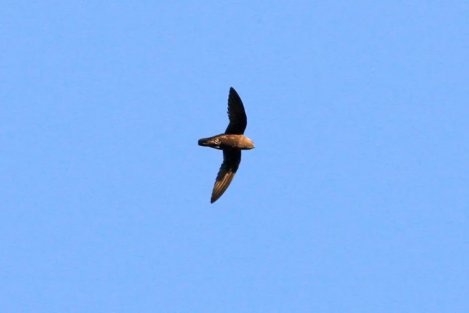 File:Great Dusky Swift (Cypseloides senex) (8077723523).jpg