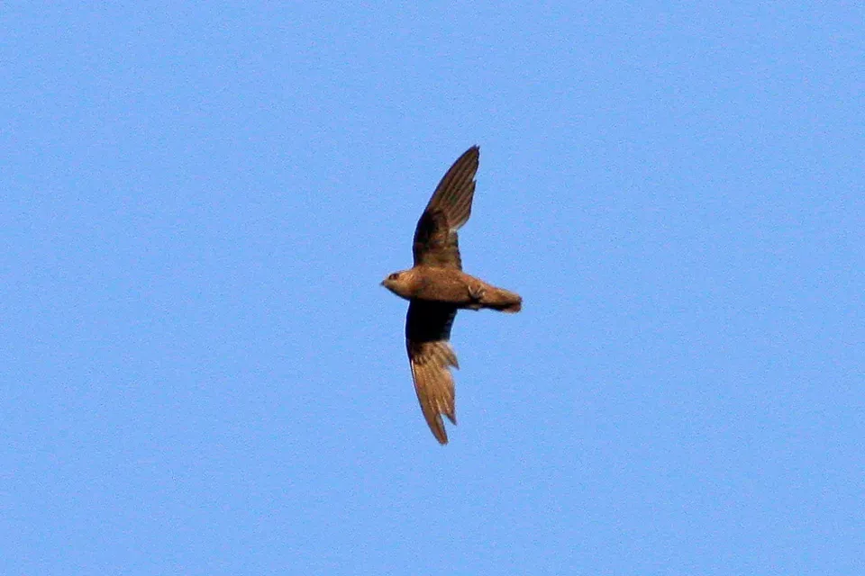 File:Great Dusky Swift (Cypseloides senex) (8077723933).jpg