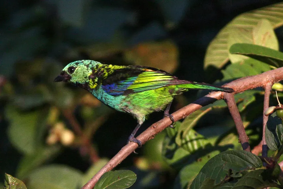 File:Green-headed Tanager (Tangara seledon) (8077715480).jpg