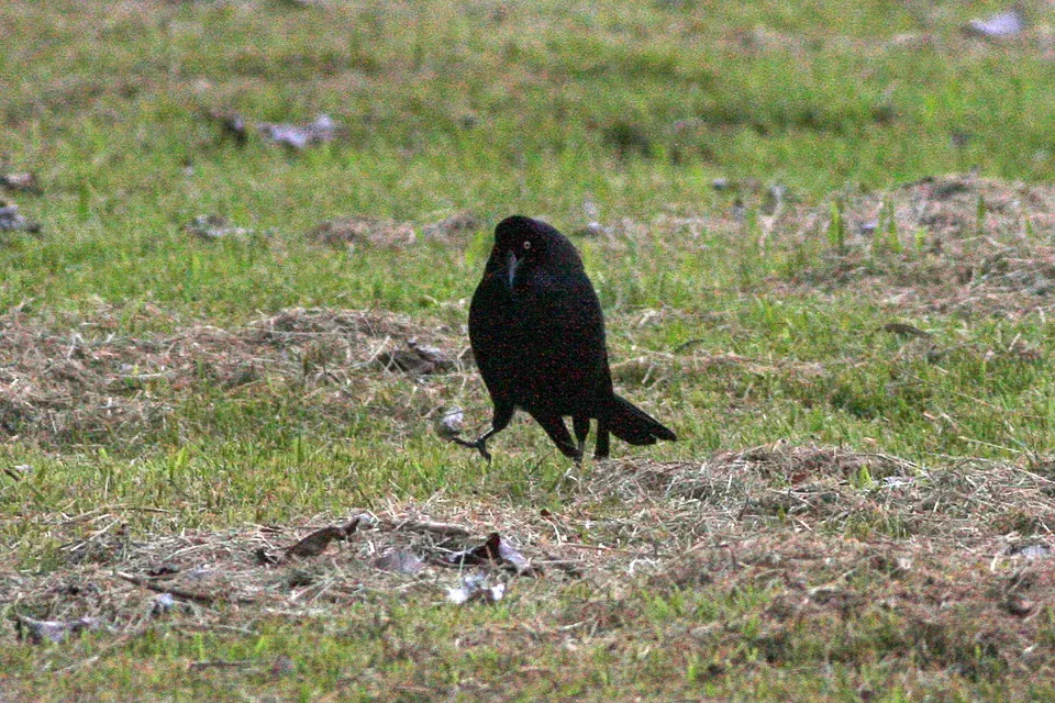 File:Giant Cowbird (Molothrus oryzivorus) (8077724977).jpg