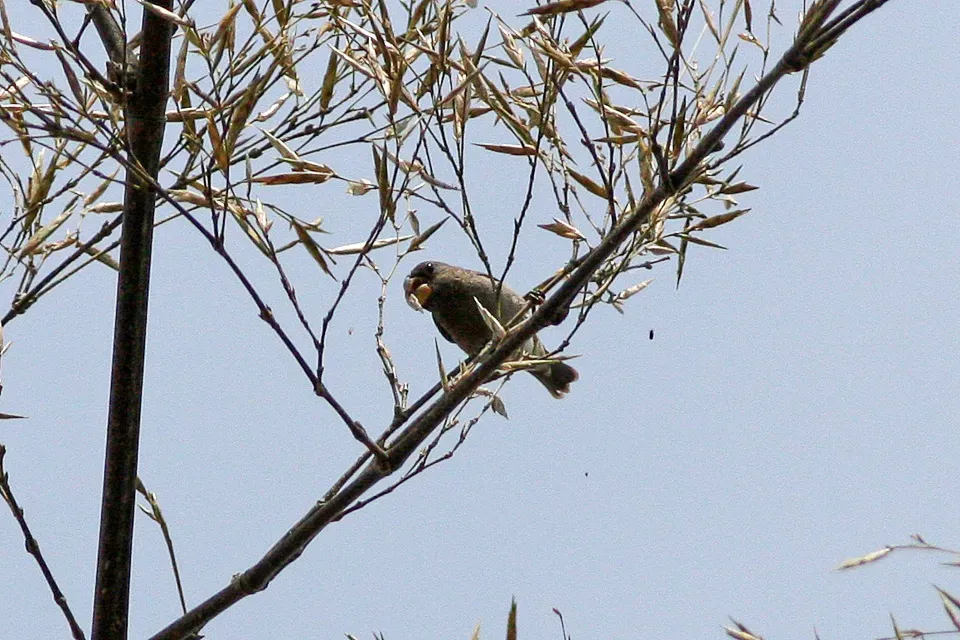 File:Temminck's Seedeater (Sporophila falcirostris) (8077718116).jpg