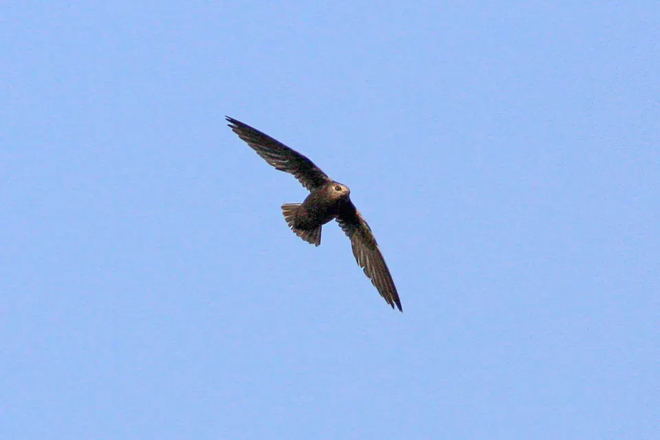 File:Great Dusky Swift (Cypseloides senex) (8077720432).jpg