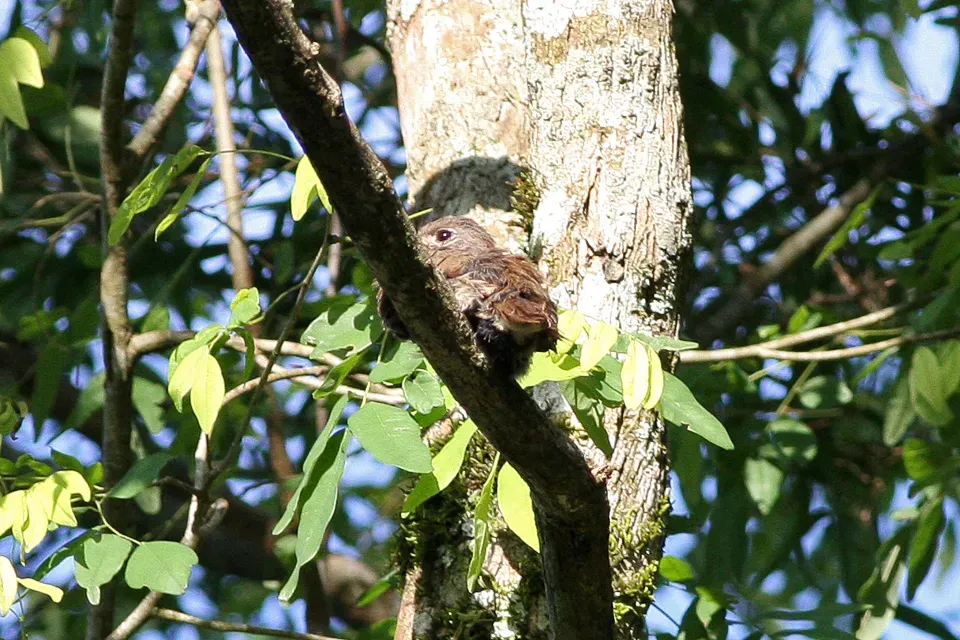 File:Rusty-breasted Nunlet (Nonnula rubecula) (8077731043).jpg
