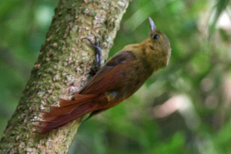 File:Olivaceous Woodcreeper (Sittasomus griseicapillus) (8077722524).jpg