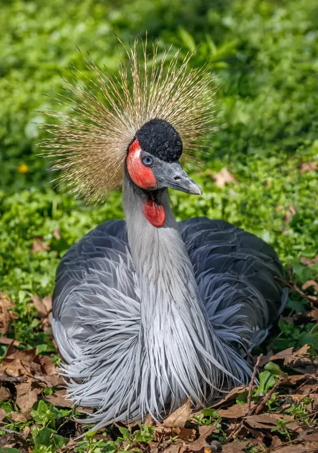 File:Balearica regulorum - Karlsruhe Zoo 02.jpg