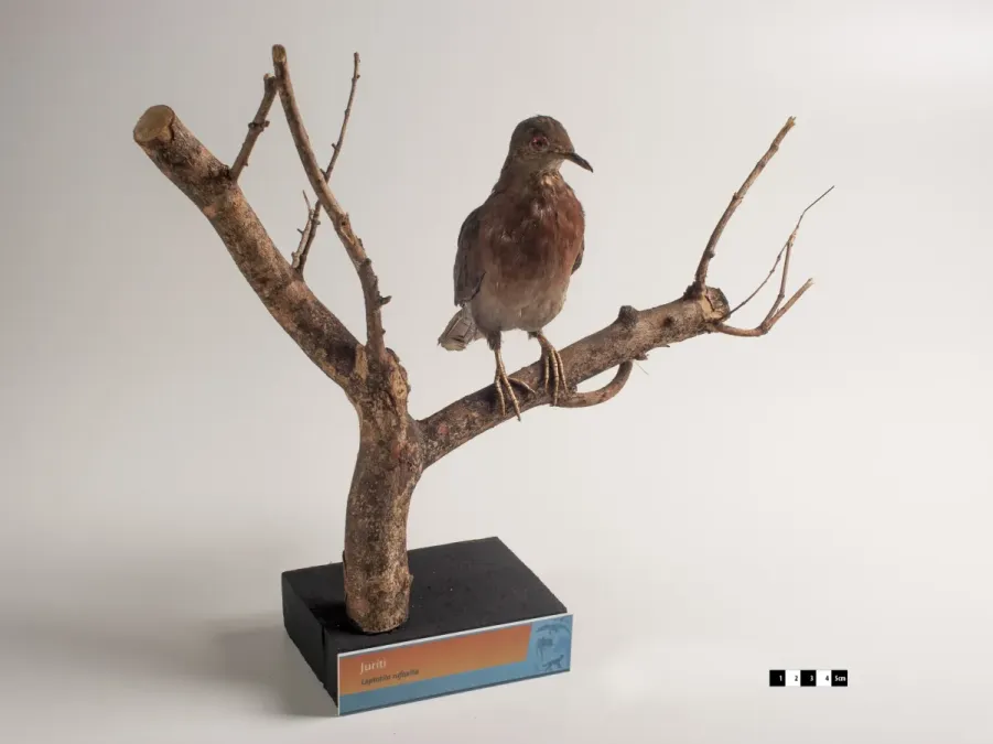File:Leptotila rufaxilla taxidermied.jpg