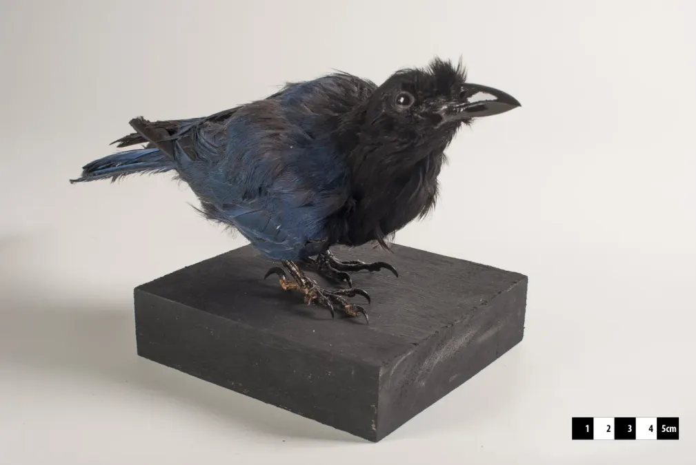 File:Cyanocorax caeruleus taxidermied.jpg