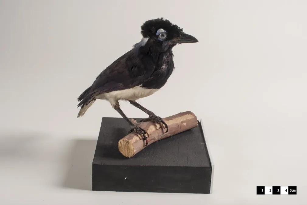 File:Cyanocorax cyanopogon taxidermied.jpg
