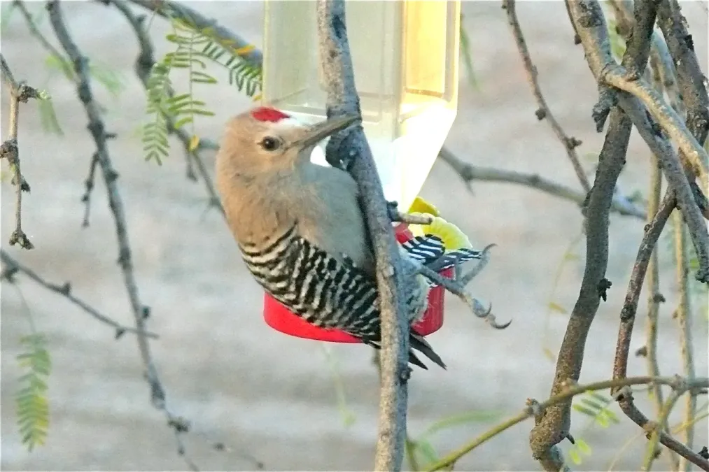File:Gila Woodpecker (Melanerpes uropygialis) male.jpg