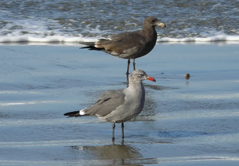 File:Larus heermanni ad 1st-w.jpg