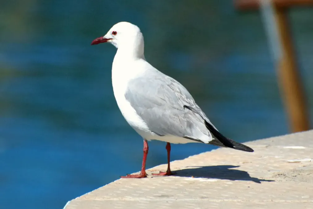 File:Chroicocephalus hartlaubii addult.jpg