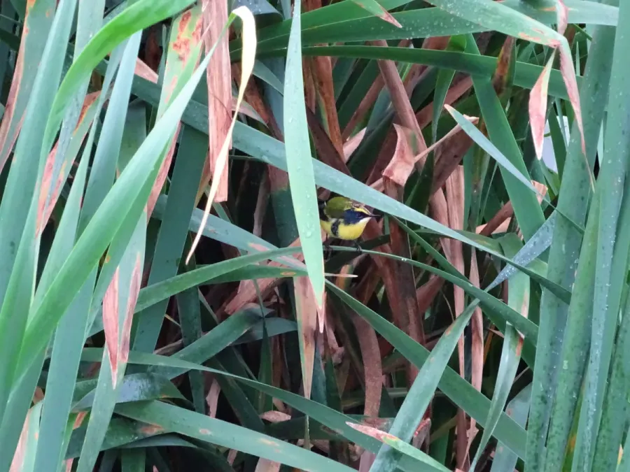 File:Tachurí Sietecolores -Many-colored Rush Tyrant (Tachuris rubrigastra) .jpg