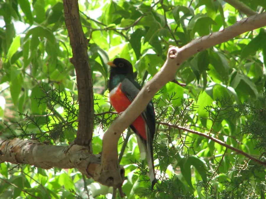 File:Trogon elegans- Male.jpg