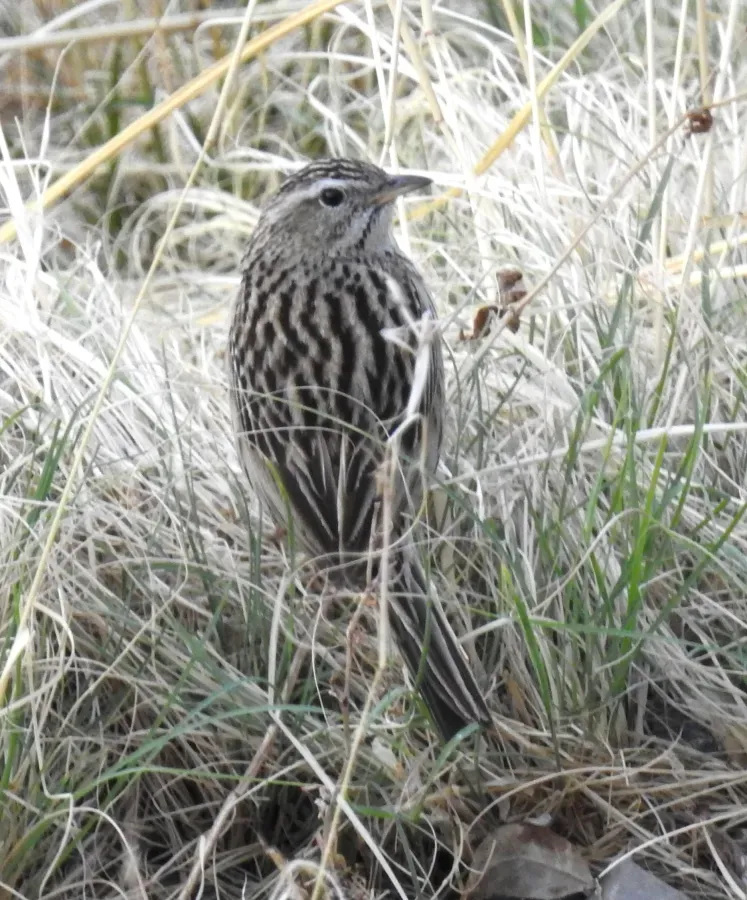 File:Upland Pipit Anthus sylvanus by Dr. Raju Kasambe DSCN3643 (1).jpg